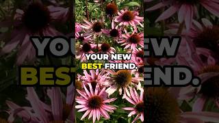 3 Benefits of Echinacea 🌿 EchinaceaBenefits NaturalHealing HerbalRemedies SkinHealth [upl. by Ahsiel606]