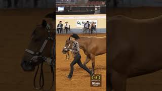 AQHA World Show 2024  L3 Select Showmanship [upl. by Gigi121]