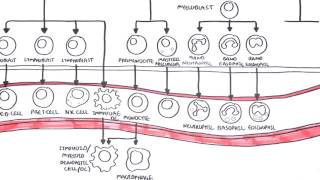 Haematopoesis and Myeloproliferative Disorder  Overview [upl. by Pineda]