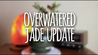 Overwatered Variegated Jade Plant Update  March 2018 [upl. by Pylle]