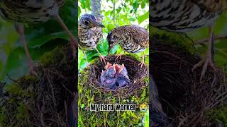 Bird feeding its baby music bird love animals wildlife romantic funny birdhunting song [upl. by Trinia680]