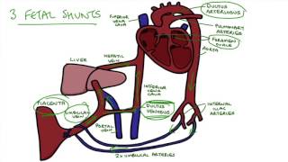 Understanding Fetal Circulation [upl. by Chappie]