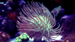 Long Polyp Toadstool Timelapse  Info  HD [upl. by Griffin291]