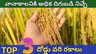 వానాకాలనికి Top 3 దోడ్డు గింజ వరి రకాలు  Bold paddy seed varieties  MTU1001JGL24423MTU1290 [upl. by Baptist]