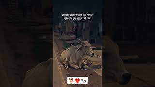 bejuban motivation voiceless doglover love loveforvoiceless helpvoiceless sad streetanimals [upl. by Riordan]