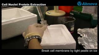 Cell Nuclei Protein Extraction [upl. by Yhtorod]