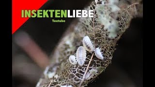 ❌ Weiße Asseln züchten  Trichorhina tomentosa [upl. by Chaiken]