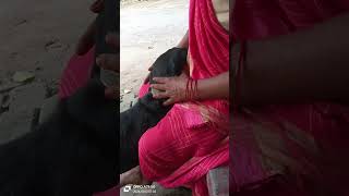 Pet masaj frank doglover dog comedy majatosabkesathaatahai [upl. by Giffie122]