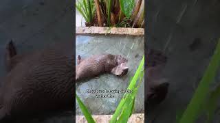 Family Adopts Baby Otters [upl. by Wilser392]