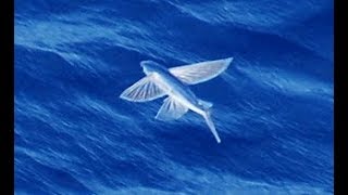 Facts The Flying Fish [upl. by Aicel]