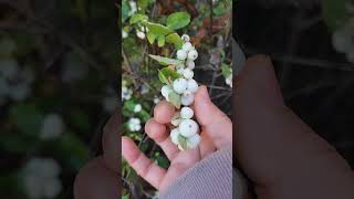 Fresh snowberry [upl. by Dennet]