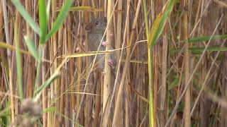 Wanderratte  Brown Rat  Rattus norvegicus [upl. by Lebasiram]