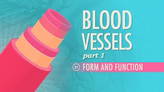 Blood Vessels Part 1  Form and Function Crash Course Anatomy amp Physiology 27 [upl. by Redan466]