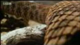 Hawk vs snake  BBC wildlife [upl. by Nadabas]