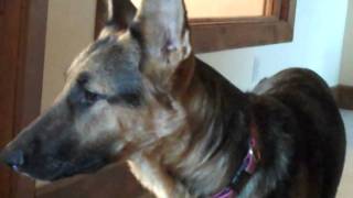 German Shepherd puppy who is sick with Aspiration Pneumonia [upl. by Cinda]