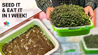 How To Grow Microgreens Without Soil  Indoor Grow Light Gardening [upl. by Ambrosane]