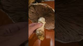 Edible agaricus ID [upl. by Thema151]