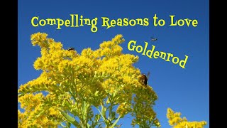 Goldenrod An Edible Wild Plant with 30 Reasons to Love It [upl. by Yretsym]