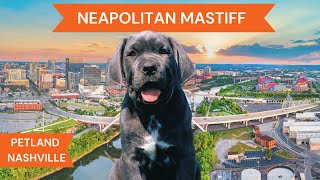 Neapolitan Mastiff Breed Highlights [upl. by Smeaj955]