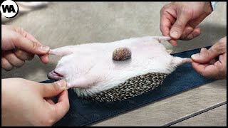 This Is What Happens When Hedgehogs Become Pets [upl. by Cassiani]