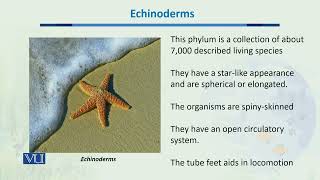 Echinoderms  Biodiversity amp EvolutionII  BT201Topic046 [upl. by Htaras]