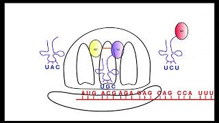 Translation OCR A Alevel Biology Revision Module 2 Nucleotides and nucleic acids [upl. by Johnna]