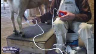 Quik Milker  Battery Powered HandHeld Milking System [upl. by Garik]