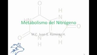 Metabolismo del nitrógeno 1 [upl. by Staci]