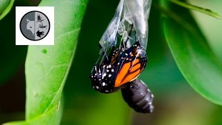 The life of Monarch Butterfly [upl. by Borries287]