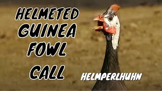 Helmeted Guineafowl Call birds birdsounds [upl. by Adao62]