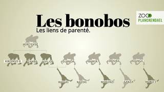 Les bonobos qui est qui [upl. by Yenolem]