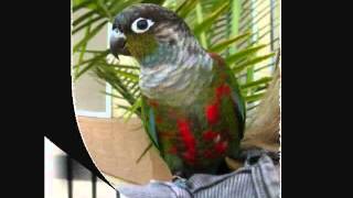 Crimson Bellied Conure Transformation [upl. by Bibah]