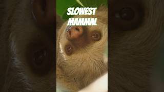 Sloth The Slowest Mammal sloth facts trivia animals wildlife [upl. by Mikah295]