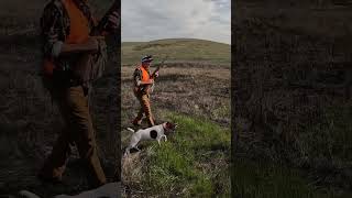 Bird moved 25’ behind us We got it pheasanthunting pointer hunting birddog birdhunting gsp [upl. by Llebiram]