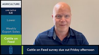 February Live Cattle futures close modestly lower 112124 [upl. by Roosnam]