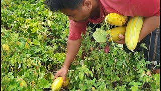 Yummy cucumis melo with mike recipe  eating Delicious [upl. by Ahsenal]