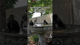 Brownheaded Cowbirds enjoy the birdbath [upl. by Elehcar]