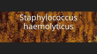 Staphylococcus haemolyticus [upl. by Nnaecarg]