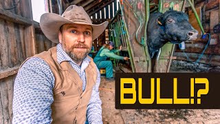 Do WHAT to Bulls   How Ranchers Make Money [upl. by Gisele446]