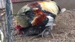 Closeup of chickens mating [upl. by Zaid689]