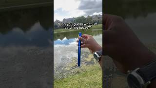 Can you guess what I’m catching today fishing fisherman [upl. by Marras]