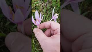 La colchique une plante très toxique et médicinale  Colchicum a very toxic and medicinal plant [upl. by Nnaarual]