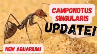 Camponotus singularis are getting a new setup 4k quality [upl. by Ilohcin]