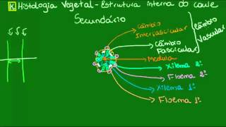 Caule secundário  Botânica  Biologia [upl. by Prem910]