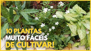 10 PLANTAS MUITO FÁCEIS DE CULTIVAR  Duvido você não conseguir cuidar de uma dessas 🪴 [upl. by Xever193]