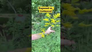 Ragweed vs Goldenrod what’s the difference Plant ID goldenrod ragweed allergies beekeeping [upl. by Olds]