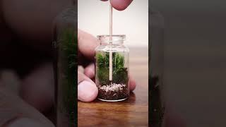 Mini moss terrarium [upl. by Eirok]