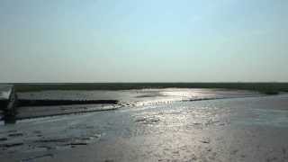 Waddenzee Werelderfgoed Kluten op de kwelder [upl. by Annirac]