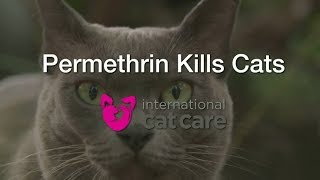 Permethrin kills cats [upl. by Ydor389]