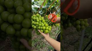 Grape Farming Technique to Get HighQuality satisfying RomFarm [upl. by Eilsek]